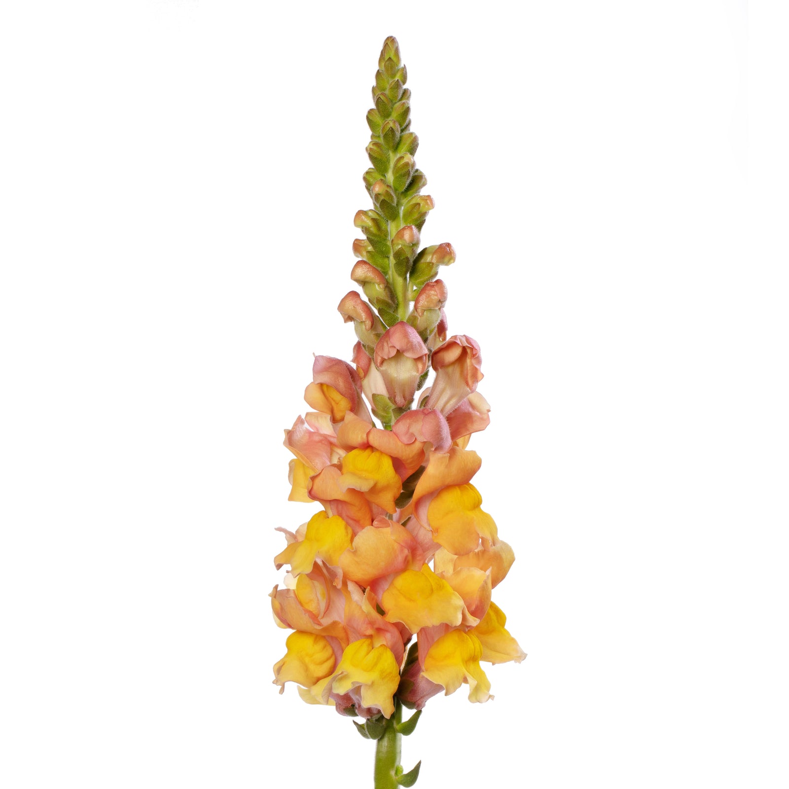 CF Antirrhinum Costa Summer Orange III