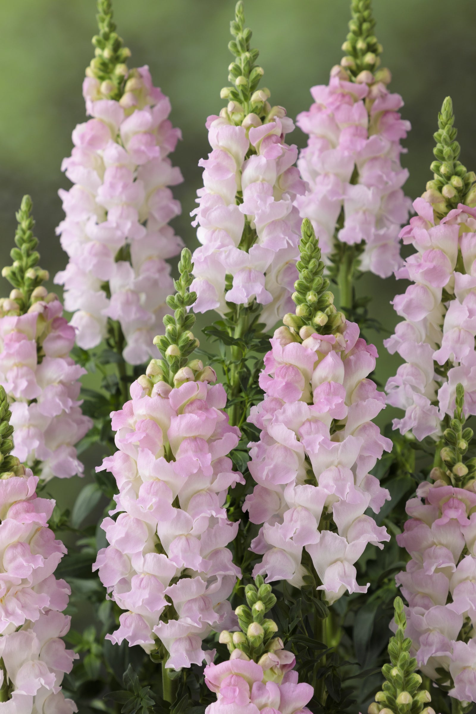 CF Antirrhinum Legend Light Pink