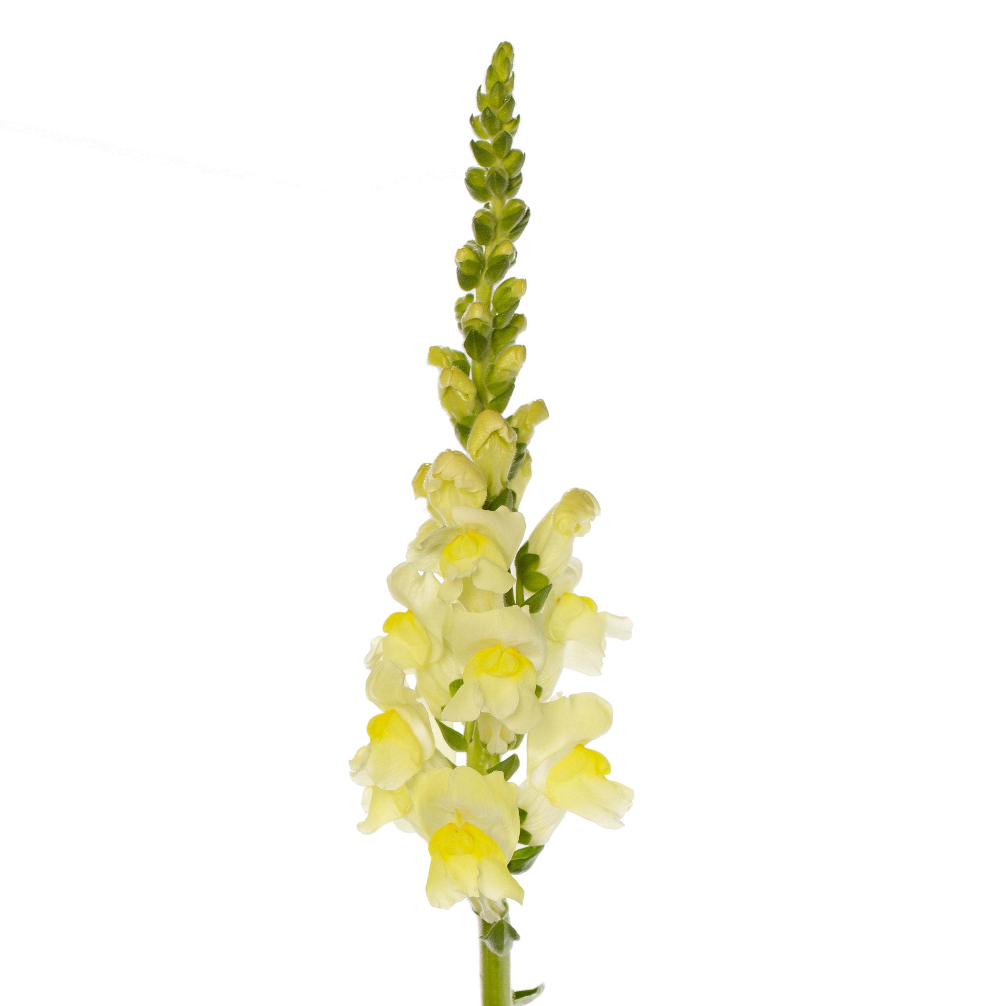 CF Antirrhinum Orleans Early Lemon Yellow