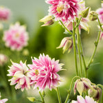 CF Aquilegia Nora Barlow