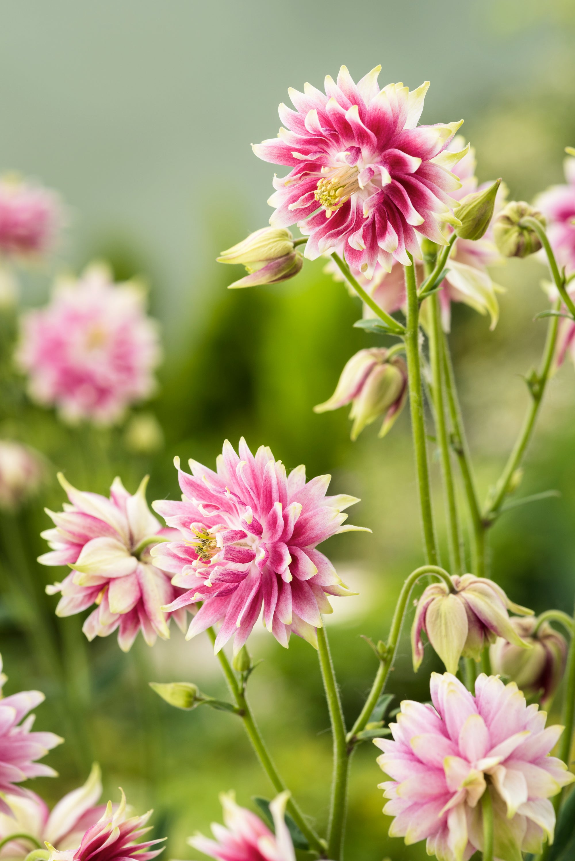 CF Aquilegia Nora Barlow