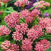 CF Asclepias Soulmate