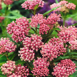 CF Asclepias Soulmate