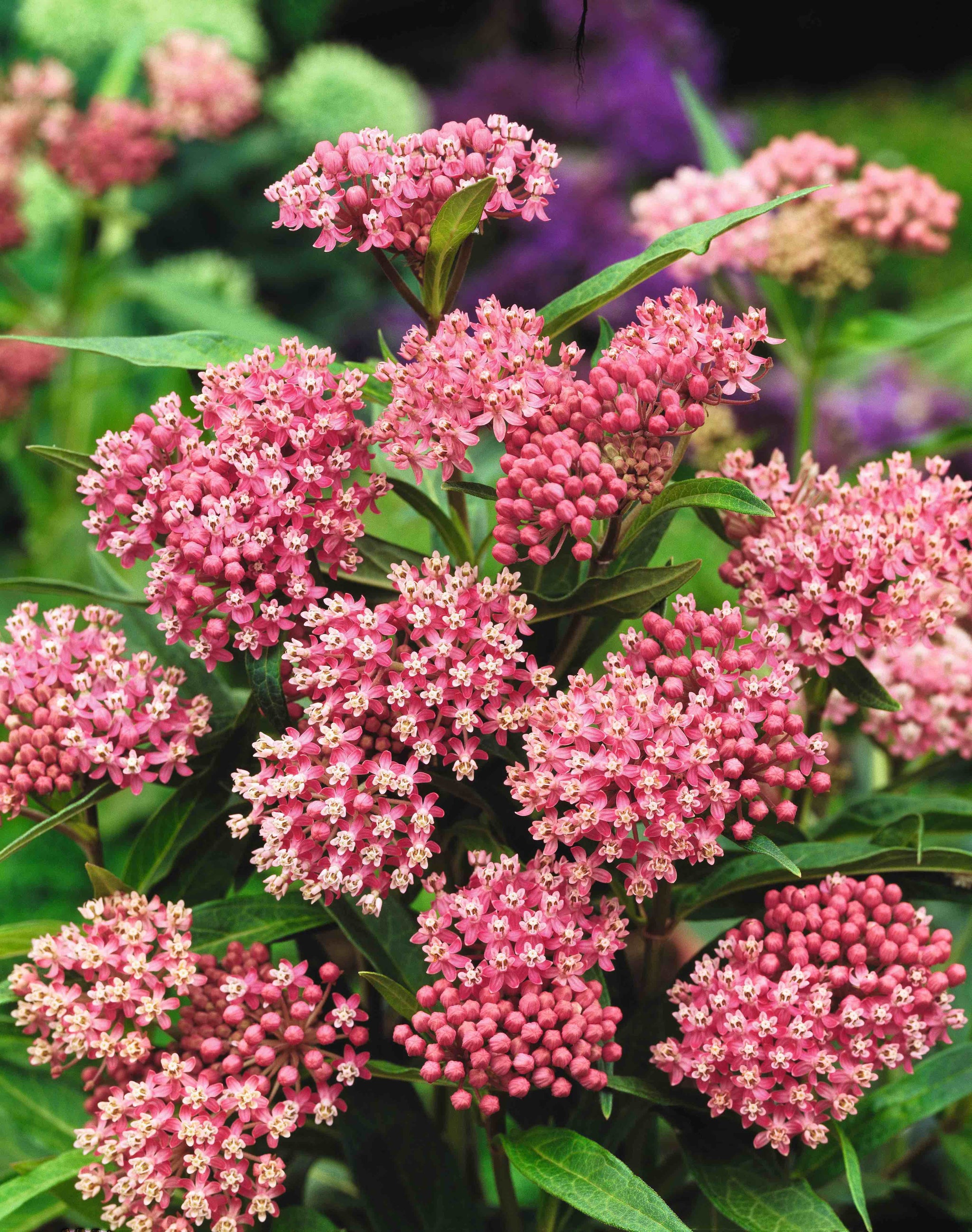 CF Asclepias Soulmate