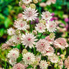 CF Astrantia major