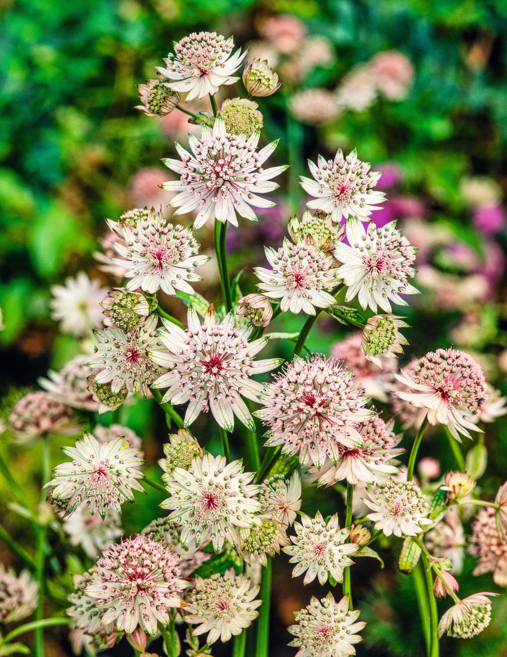 CF Astrantia major