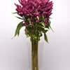 CF Celosia Celway Purple