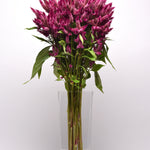 CF Celosia Celway Purple