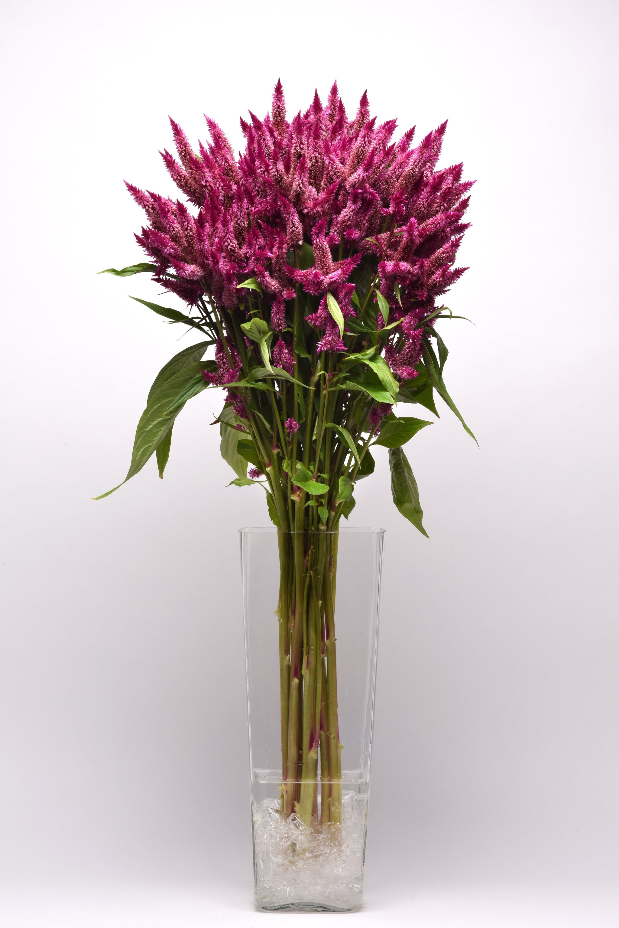 CF Celosia Celway Purple