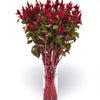 CF Celosia Celway Red