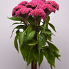 CF Celosia Neo Pink