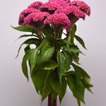 CF Celosia Neo Pink