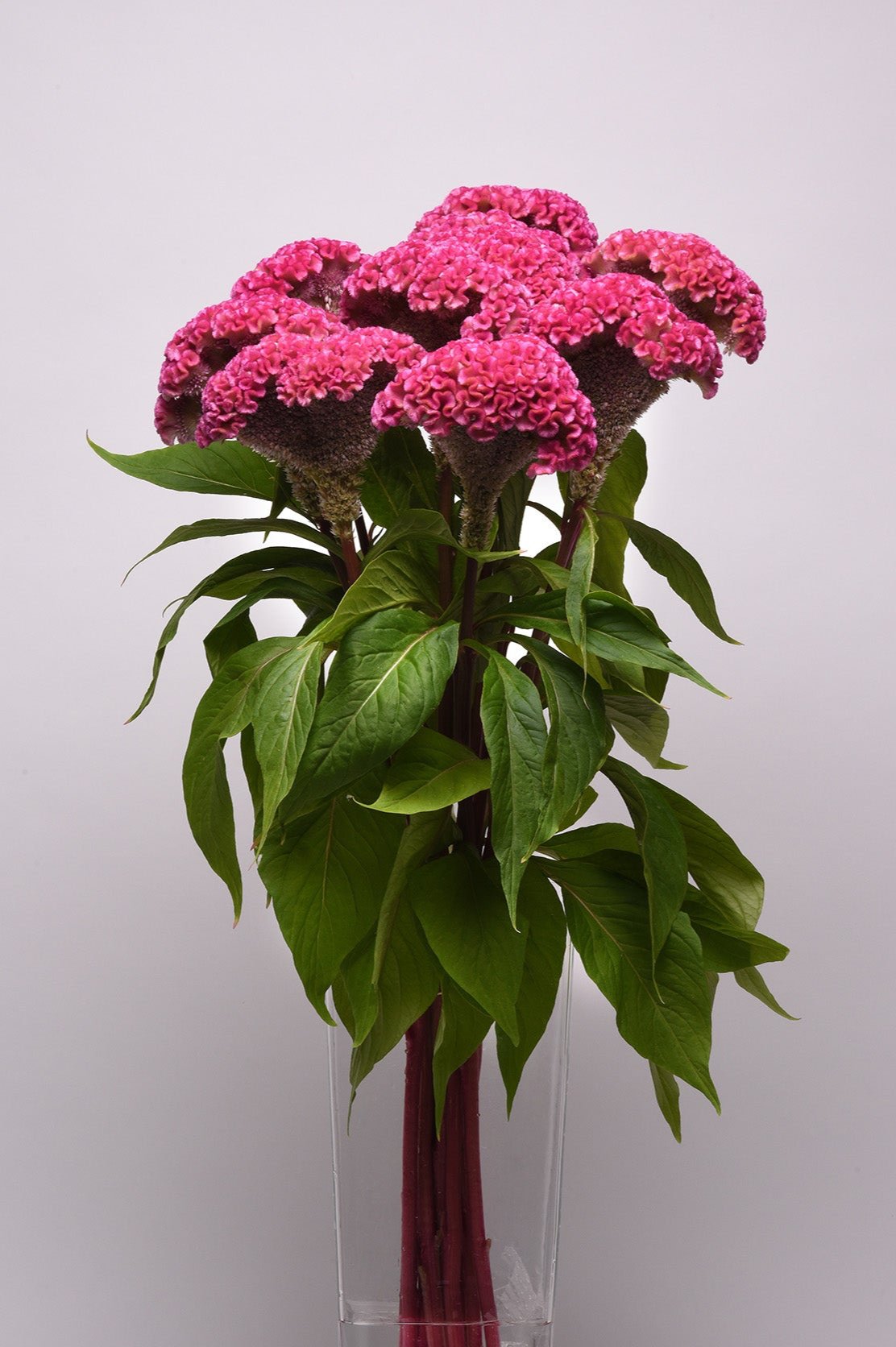 CF Celosia Neo Pink