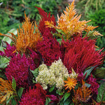 CF Celosia Pampas Plume Mix