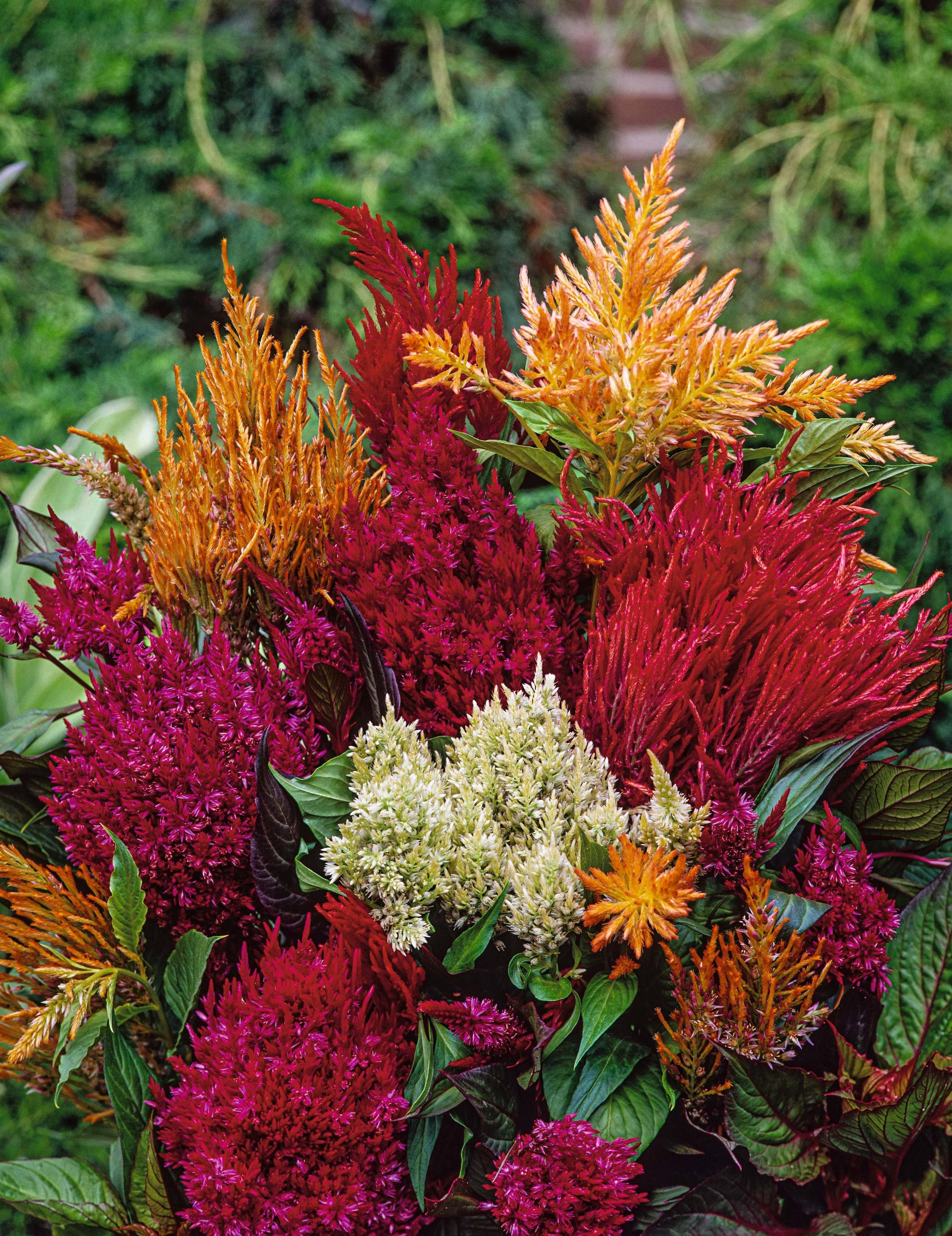 CF Celosia Pampas Plume Mix