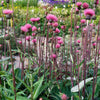 CF Cirsium Pink Beauty