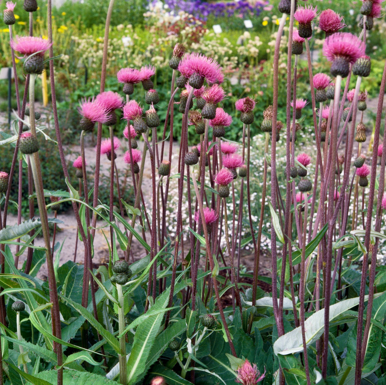 CF Cirsium Pink Beauty
