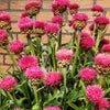 Cirsium Rose Beauty