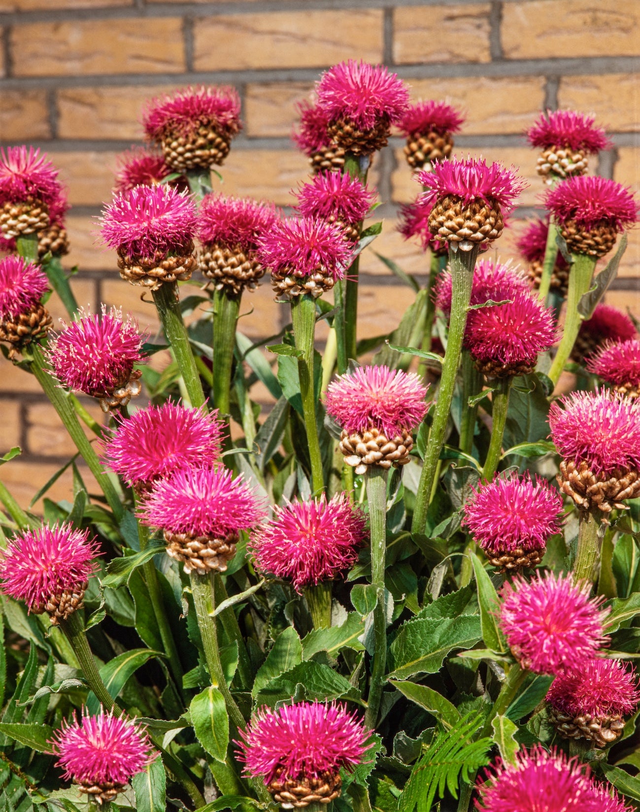 Cirsium Rose Beauty