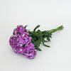 CF Dianthus Amazon Purple Magic
