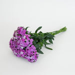 CF Dianthus Amazon Purple Magic