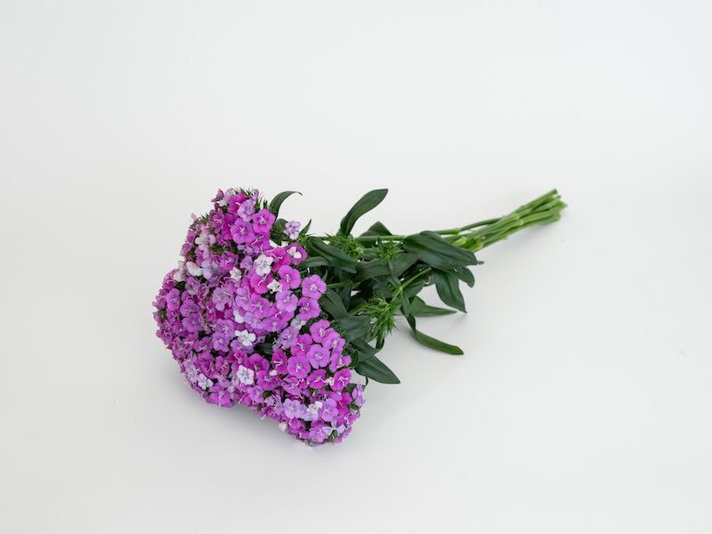 CF Dianthus Amazon Purple Magic