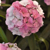 CF Dianthus Sweet Cherryblossom Magic