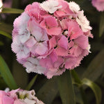 CF Dianthus Sweet Cherryblossom Magic