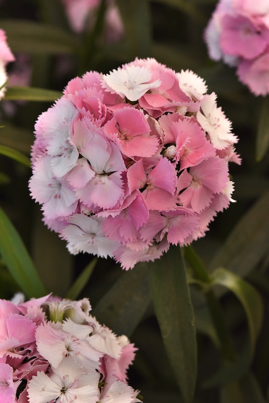CF Dianthus Sweet Cherryblossom Magic