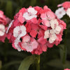 CF Dianthus Sweet Salmon Magic