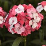 CF Dianthus Sweet Salmon Magic