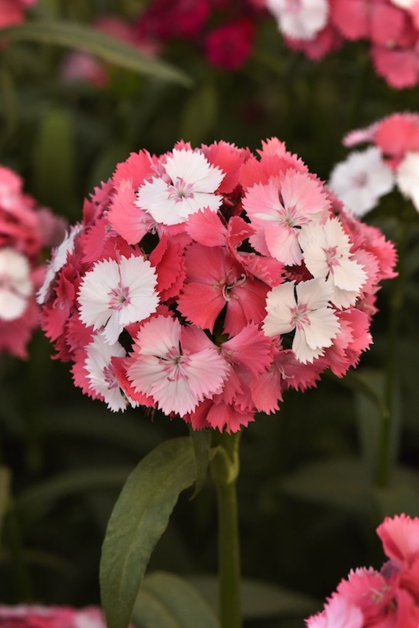 CF Dianthus Sweet Salmon Magic