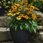 CF Echinacea Artisan Yellow Ombre