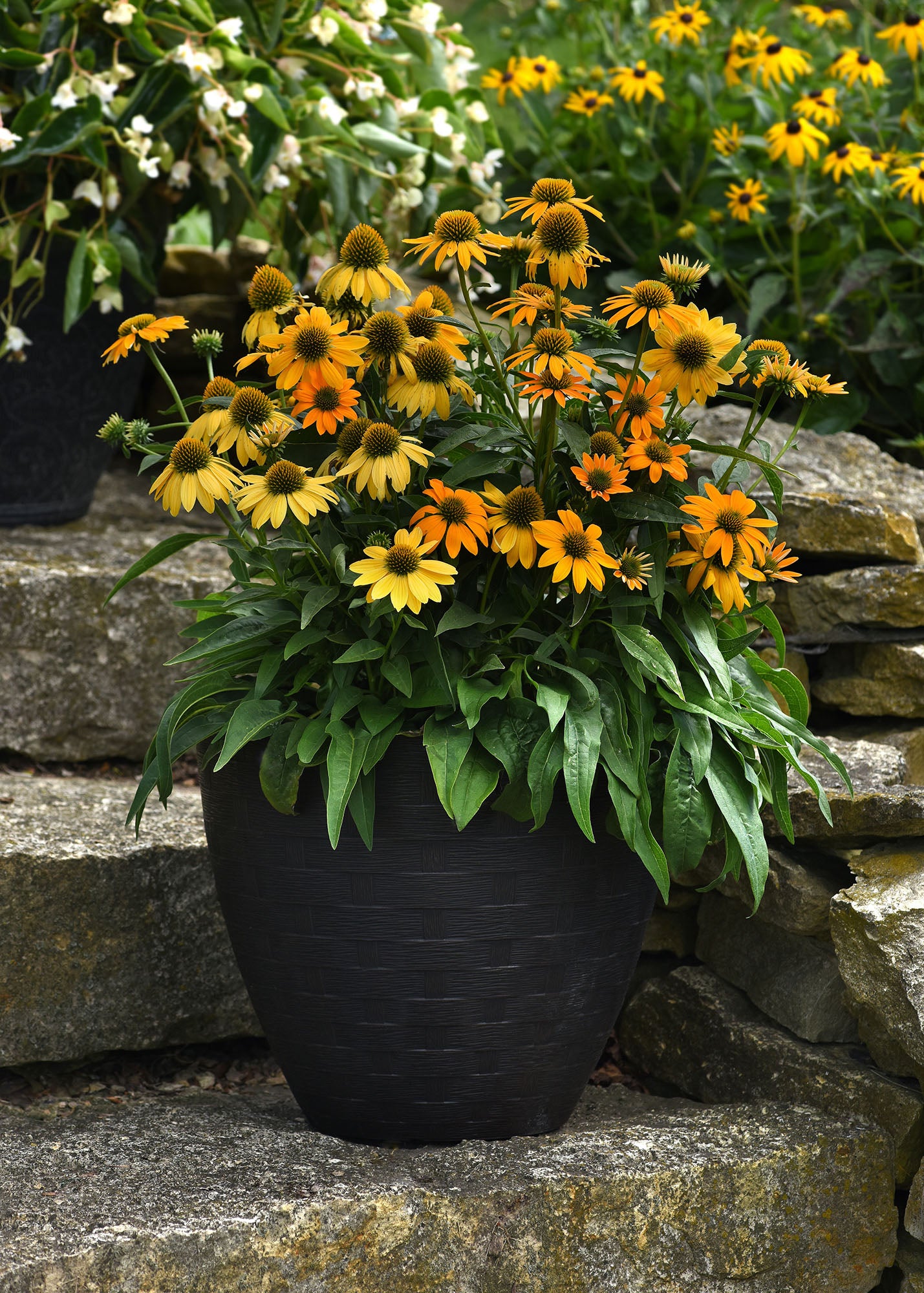 CF Echinacea Artisan Yellow Ombre