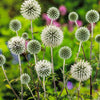 CF Echinops Star Frost