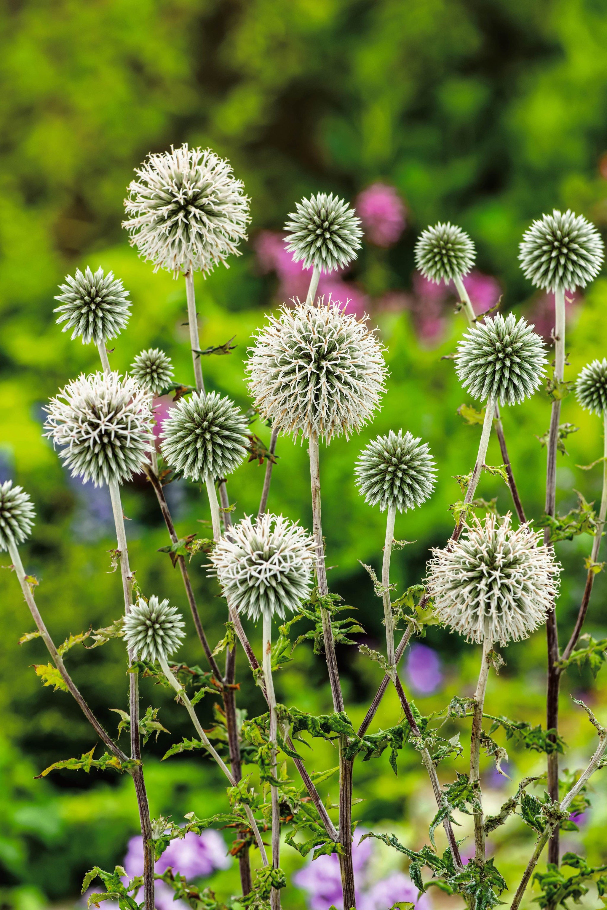 CF Echinops Star Frost