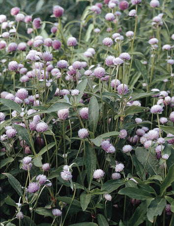 CF Gomphrena QIS Soft Pink – Egmont Seeds