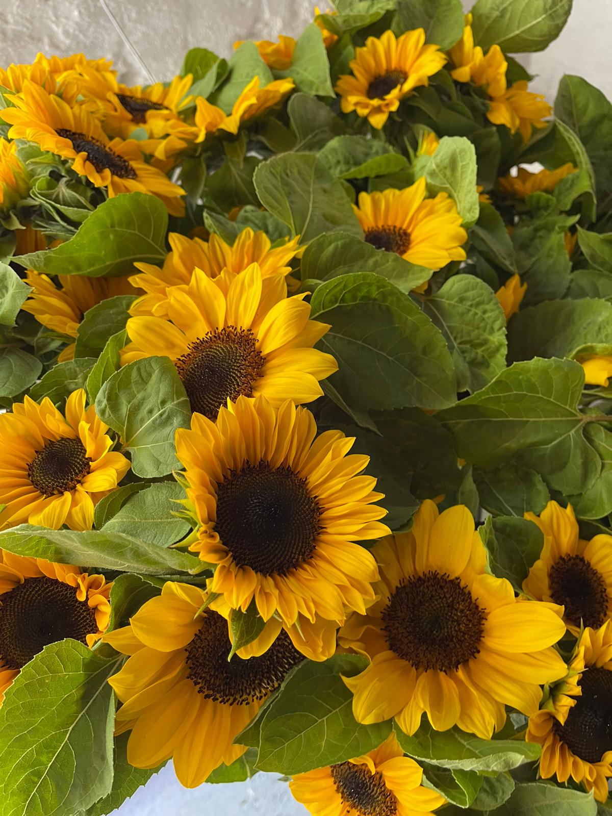 CF Helianthus ProCut Horizon (Treated Seed) – Egmont Seeds