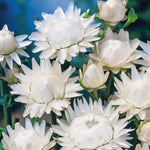 CF Helichrysum Swiss Giants White