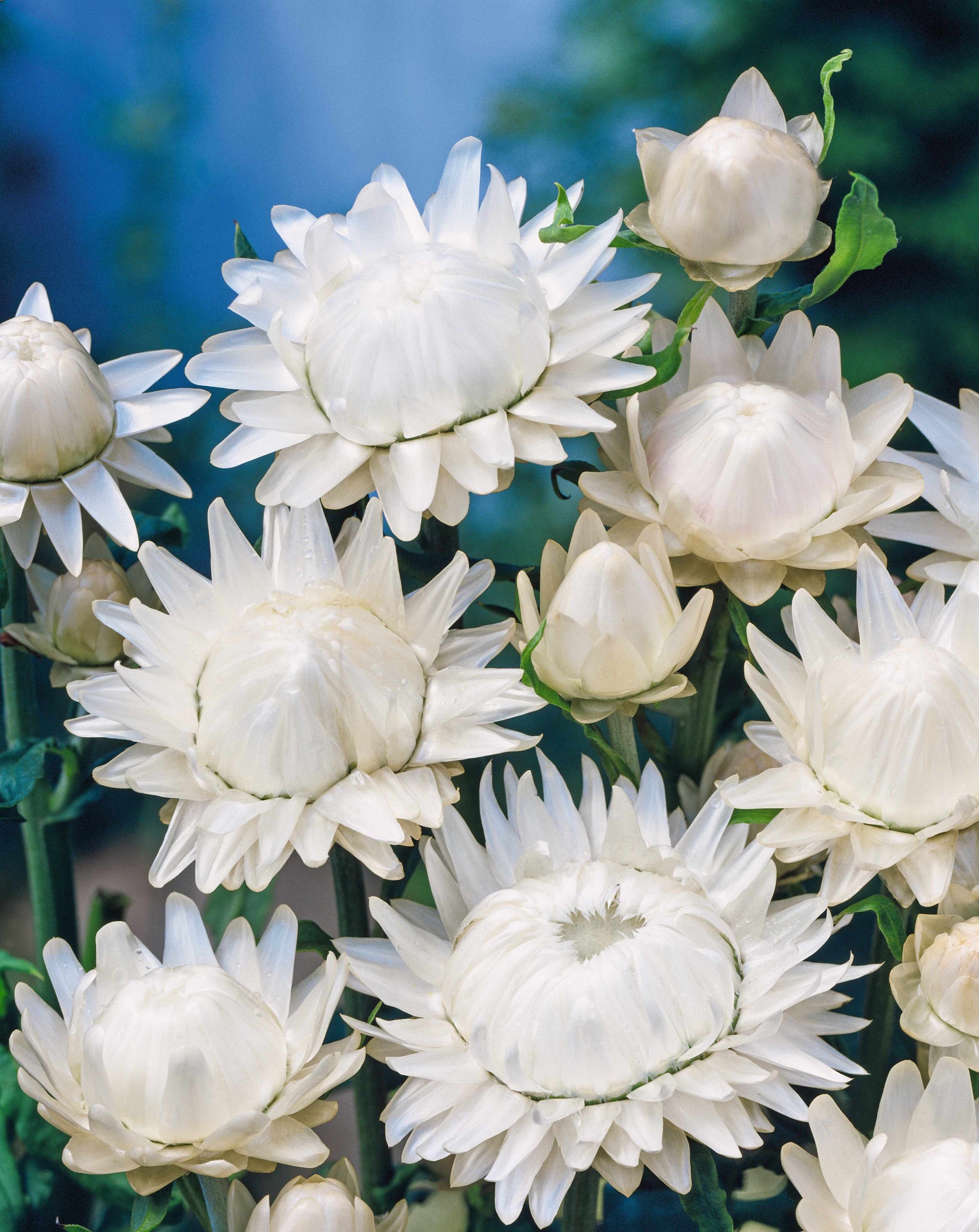 CF Helichrysum Swiss Giants White