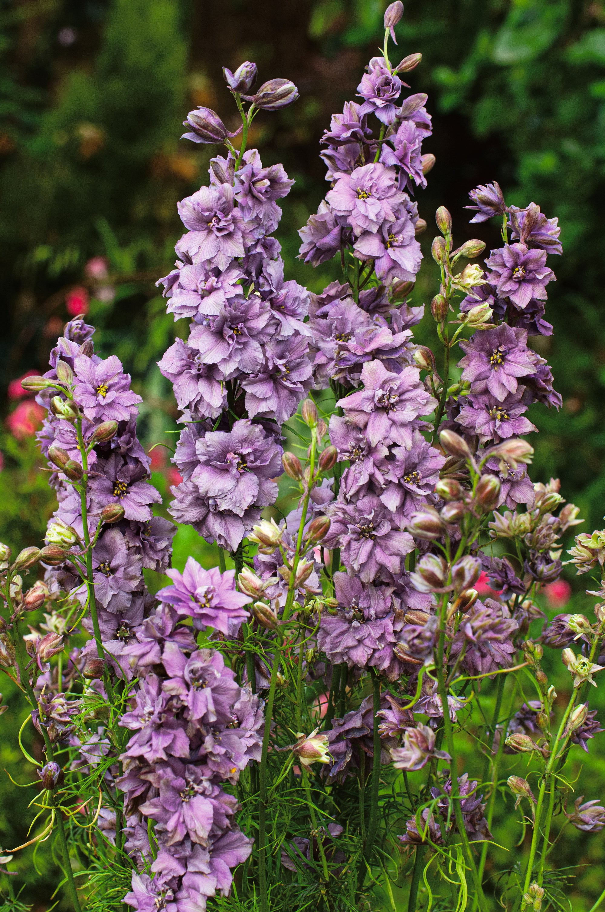 Larkspur 'Misty Lavender' Olive Seed Company, 55 OFF