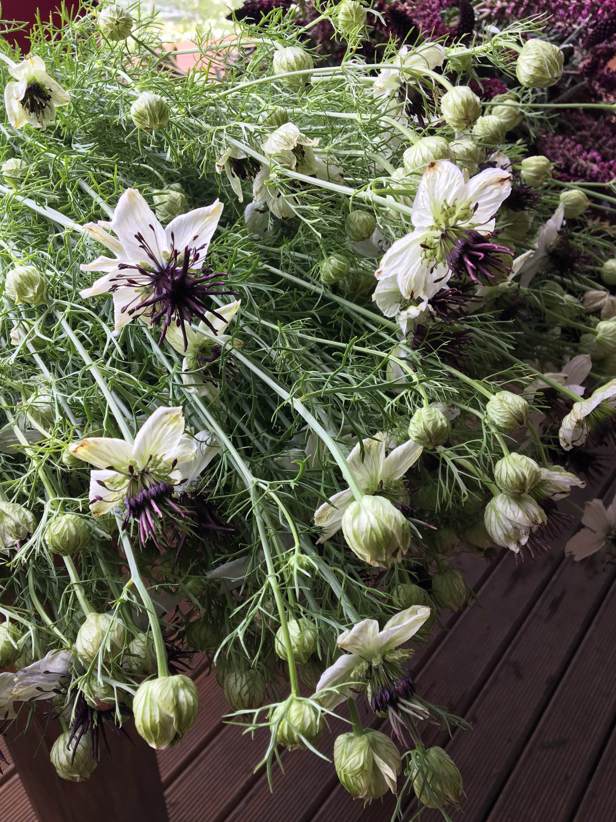 Nigella African Bride