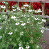 CF Nigella Miss Jekyll White