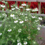 CF Nigella Miss Jekyll White