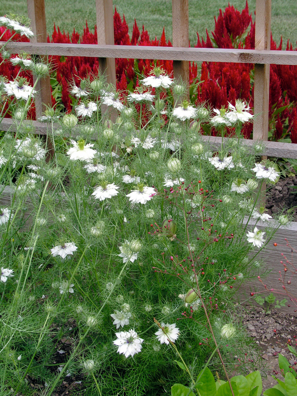 CF Nigella Miss Jekyll White