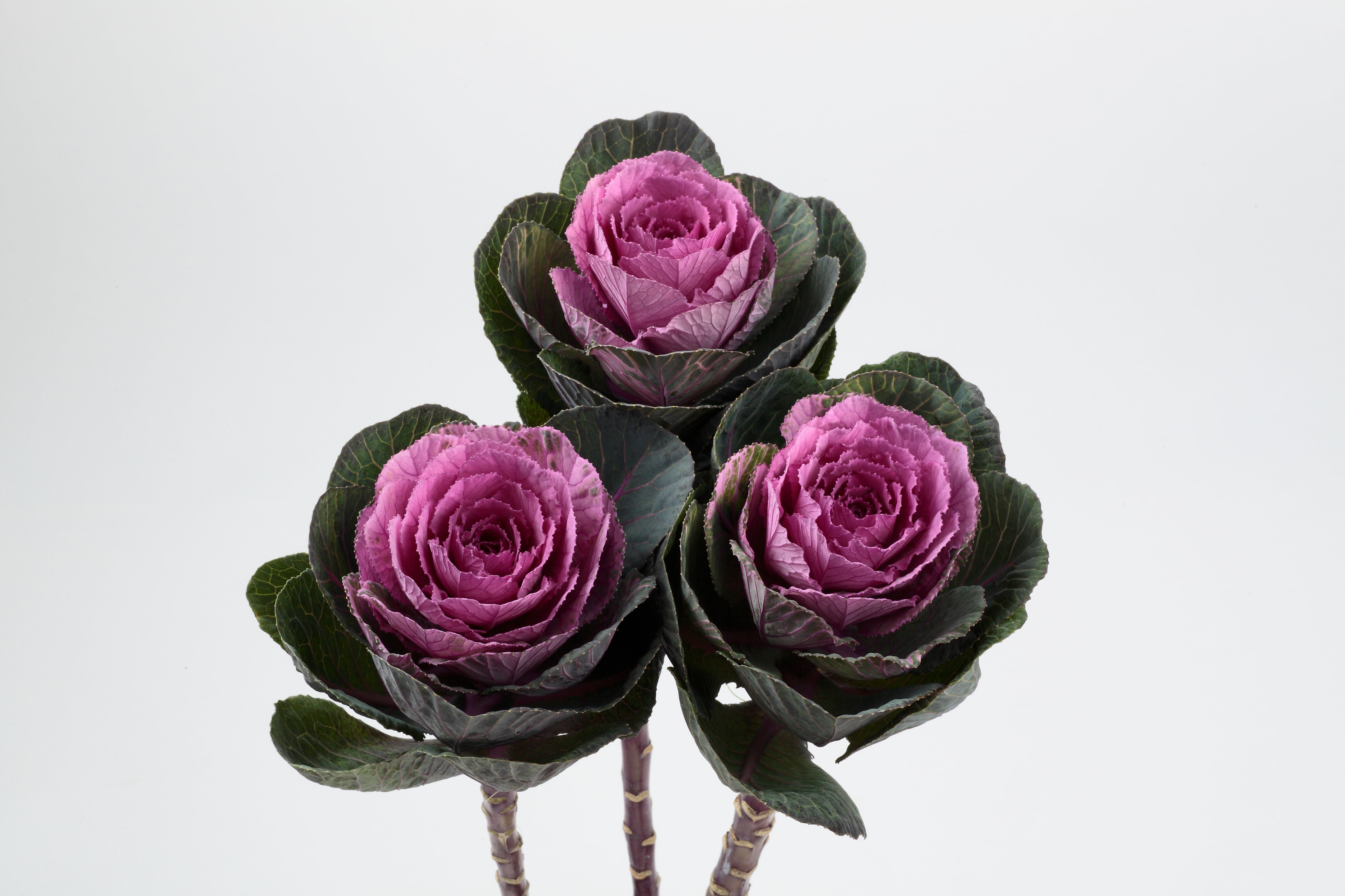 CF Ornamental Kale Condor Red – Egmont Seeds