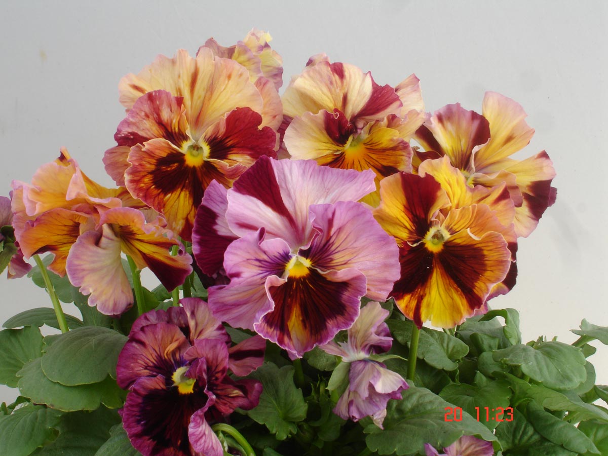 CF Pansy Flamenco Terracotta