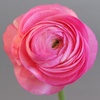 CF Ranunculus Amandine Pink (French)