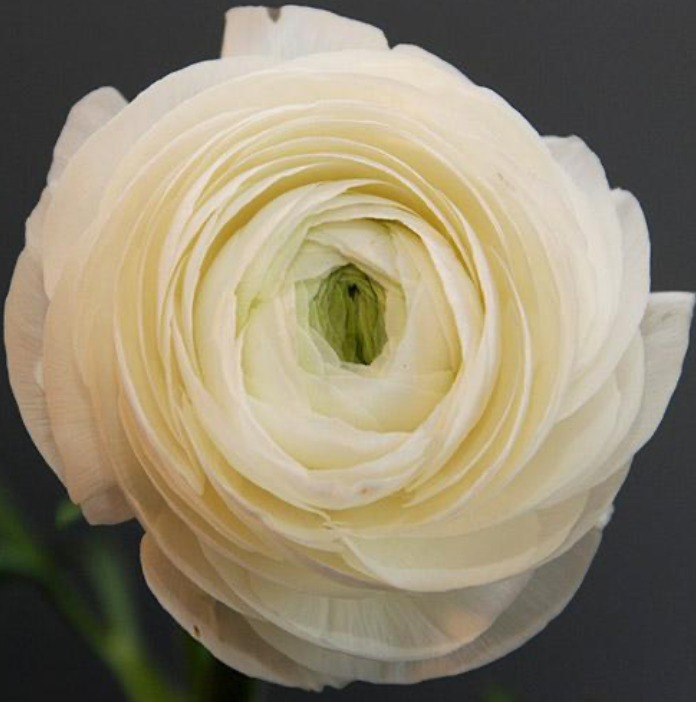 CF Ranunculus Amandine White (French)