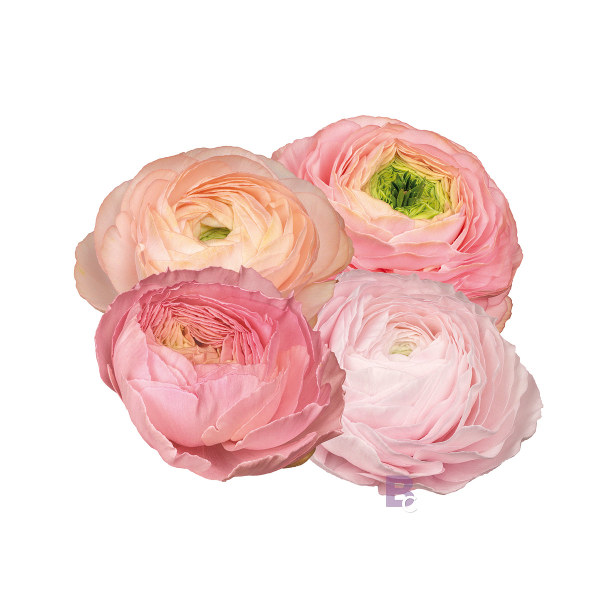 Egmont Seeds